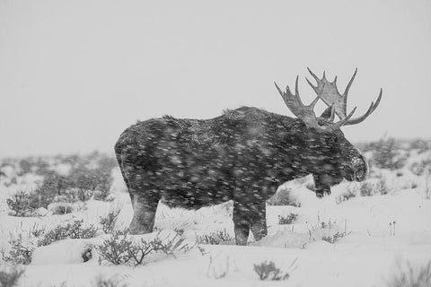 Snowy Elk White Modern Wood Framed Art Print with Double Matting by The Yellowstone Collection