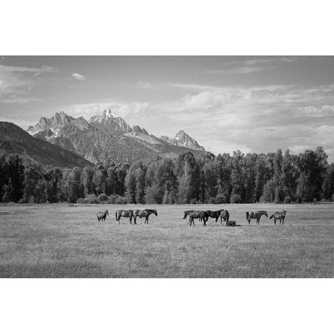 Summer Meadow I Black Modern Wood Framed Art Print with Double Matting by The Yellowstone Collection