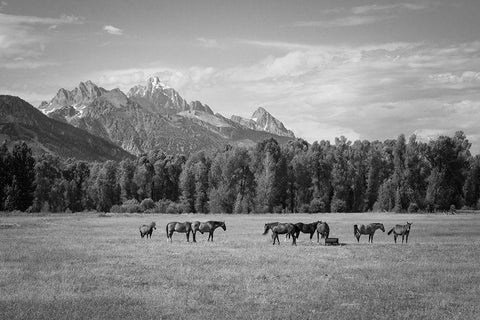 Summer Meadow I Black Ornate Wood Framed Art Print with Double Matting by The Yellowstone Collection