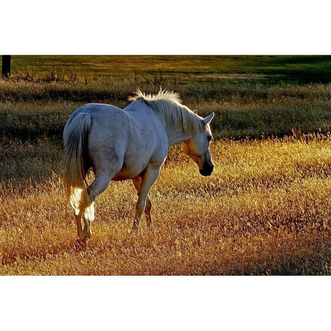 Summer Meadow II Black Modern Wood Framed Art Print with Double Matting by The Yellowstone Collection