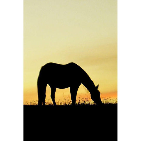 Supper Time White Modern Wood Framed Art Print by The Yellowstone Collection