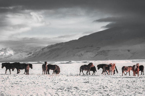 The Frozen Plain Black Ornate Wood Framed Art Print with Double Matting by The Yellowstone Collection