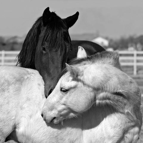 The Long Kiss White Modern Wood Framed Art Print by The Yellowstone Collection