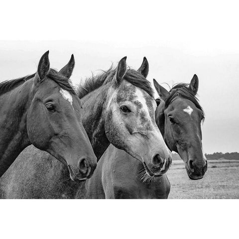 Three of a Kind Gold Ornate Wood Framed Art Print with Double Matting by The Yellowstone Collection