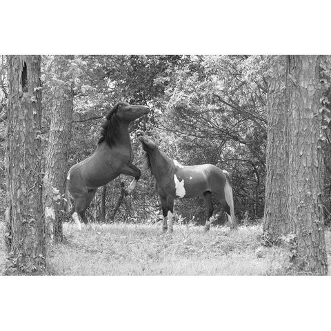 Wild Horses in the Forest Gold Ornate Wood Framed Art Print with Double Matting by The Yellowstone Collection