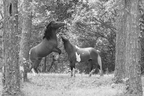 Wild Horses in the Forest Black Ornate Wood Framed Art Print with Double Matting by The Yellowstone Collection
