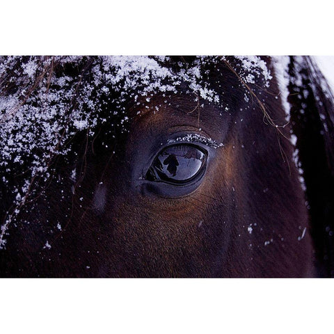 Winter Eye Gold Ornate Wood Framed Art Print with Double Matting by The Yellowstone Collection