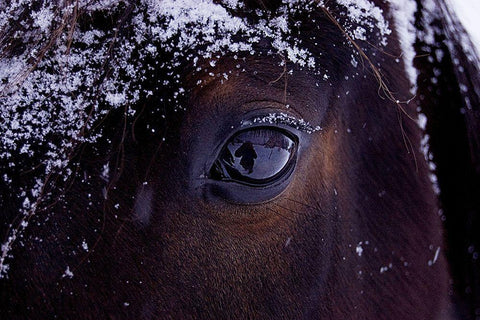 Winter Eye Black Ornate Wood Framed Art Print with Double Matting by The Yellowstone Collection