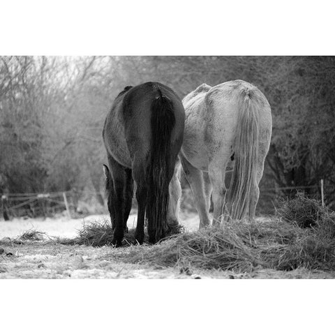 Winter Feed Gold Ornate Wood Framed Art Print with Double Matting by The Yellowstone Collection