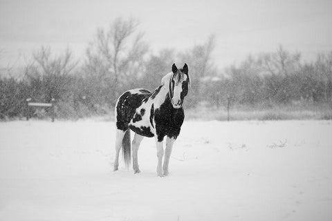 Winter Piebald White Modern Wood Framed Art Print with Double Matting by The Yellowstone Collection