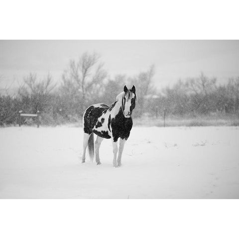 Winter Piebald Black Modern Wood Framed Art Print with Double Matting by The Yellowstone Collection