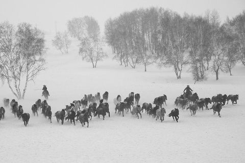 Winter Round Up Black Ornate Wood Framed Art Print with Double Matting by The Yellowstone Collection