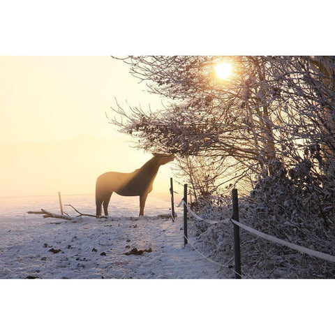 Winter Treat Black Modern Wood Framed Art Print with Double Matting by The Yellowstone Collection