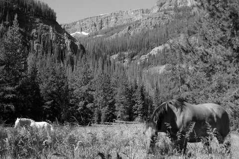 Younts Peak, Cody, Wyoming White Modern Wood Framed Art Print with Double Matting by The Yellowstone Collection