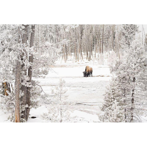 Bison in Norris Geyser Basin, Yellowstone National Park White Modern Wood Framed Art Print by Frank, Jacob W.