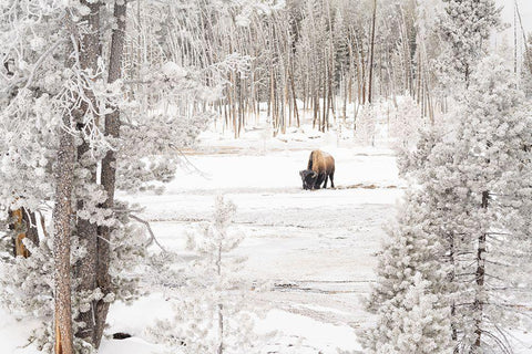 Bison in Norris Geyser Basin, Yellowstone National Park Black Ornate Wood Framed Art Print with Double Matting by Frank, Jacob W.