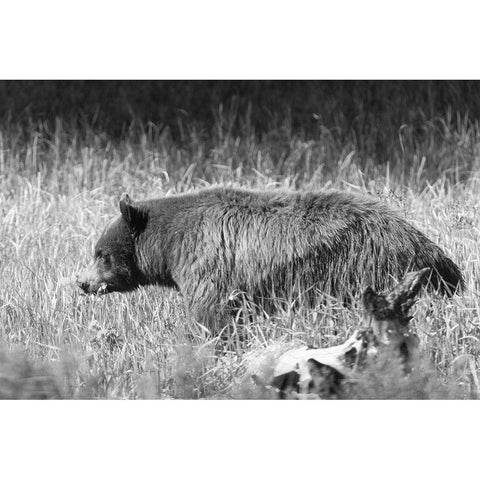 Black Bear in Yellowstone National Park Black Modern Wood Framed Art Print with Double Matting by Frank, Jacob W.