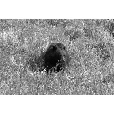 Black Bear in Lamar Valley, Yellowstone National Park Black Modern Wood Framed Art Print with Double Matting by The Yellowstone Collection