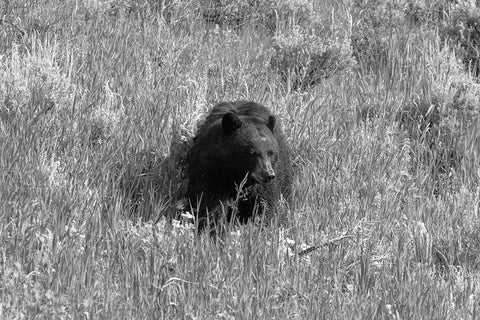 Black Bear in Lamar Valley, Yellowstone National Park White Modern Wood Framed Art Print with Double Matting by The Yellowstone Collection