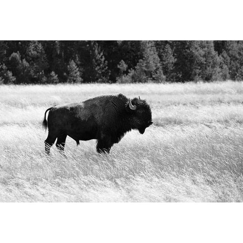 Bull Bison in Lower Geyser Basin, Yellowstone National Park Black Modern Wood Framed Art Print with Double Matting by Frank, Jacob W.