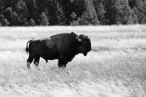 Bull Bison in Lower Geyser Basin, Yellowstone National Park White Modern Wood Framed Art Print with Double Matting by Frank, Jacob W.