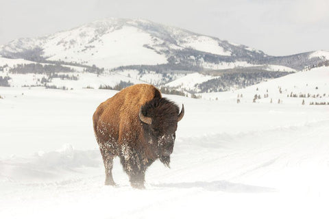 Bull Bison near Swan Lake, Yellowstone National Park Black Ornate Wood Framed Art Print with Double Matting by The Yellowstone Collection