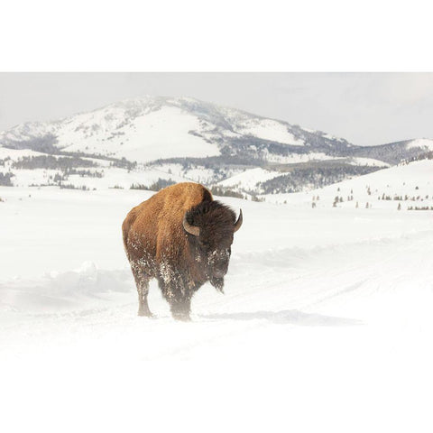 Bull Bison near Swan Lake, Yellowstone National Park Black Modern Wood Framed Art Print with Double Matting by The Yellowstone Collection