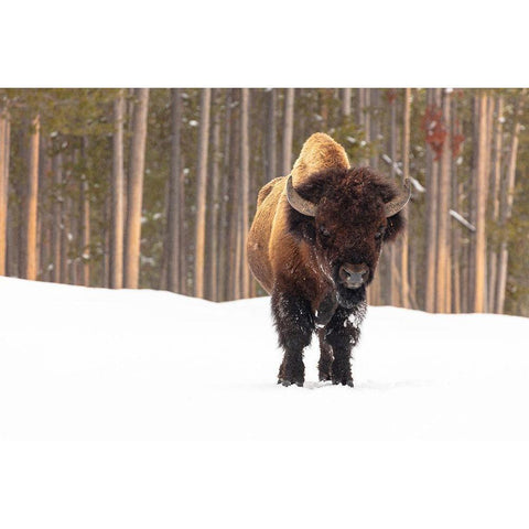 Bull Bison near Madison Junction, Yellowstone National Park Gold Ornate Wood Framed Art Print with Double Matting by Frank, Jacob W.