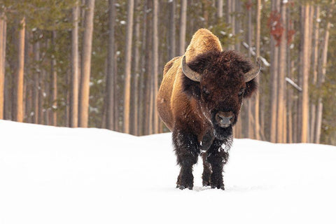 Bull Bison near Madison Junction, Yellowstone National Park White Modern Wood Framed Art Print with Double Matting by Frank, Jacob W.