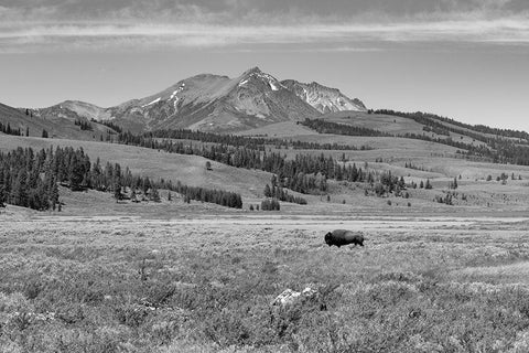 Bull Bison at Swan Lake, Yellowstone National Park Black Ornate Wood Framed Art Print with Double Matting by Frank, Jacob W.