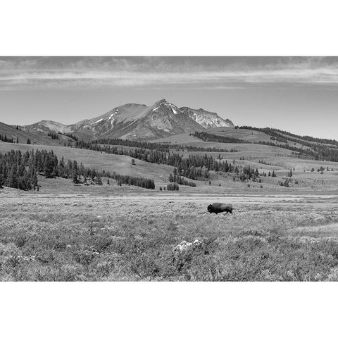 Bull Bison at Swan Lake, Yellowstone National Park Black Modern Wood Framed Art Print with Double Matting by Frank, Jacob W.