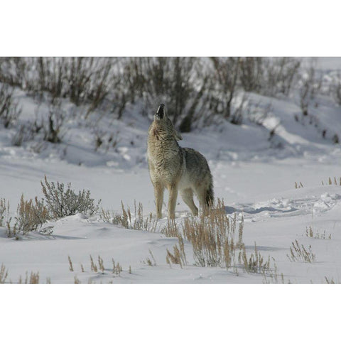 Coyote Howling in Lamar Valley, Yellowstone National Park White Modern Wood Framed Art Print by The Yellowstone Collection