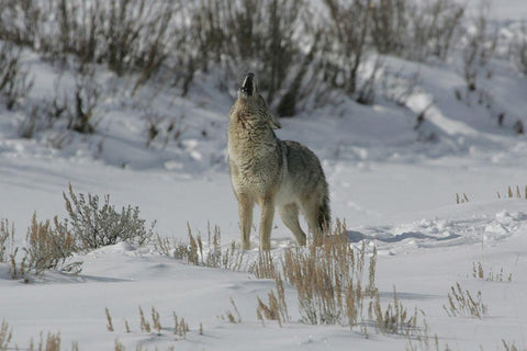 Coyote Howling in Lamar Valley, Yellowstone National Park White Modern Wood Framed Art Print with Double Matting by The Yellowstone Collection