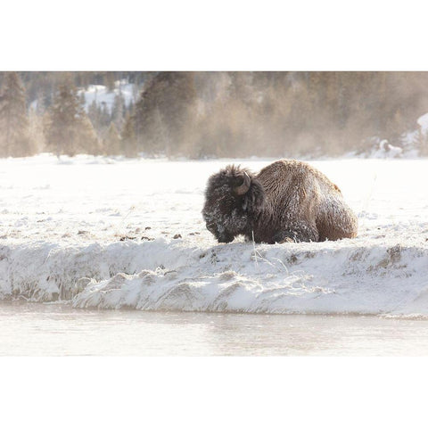 Bison at the Madison River, Yellowstone National Park Gold Ornate Wood Framed Art Print with Double Matting by Frank, Jacob W.