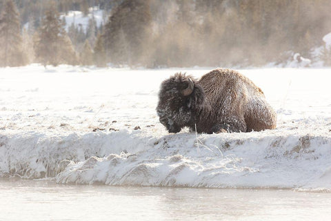 Bison at the Madison River, Yellowstone National Park White Modern Wood Framed Art Print with Double Matting by Frank, Jacob W.