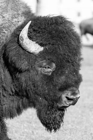 Bull Bison in Mammoth Hot Springs, Yellowstone National Park Black Ornate Wood Framed Art Print with Double Matting by Frank, Jacob W.