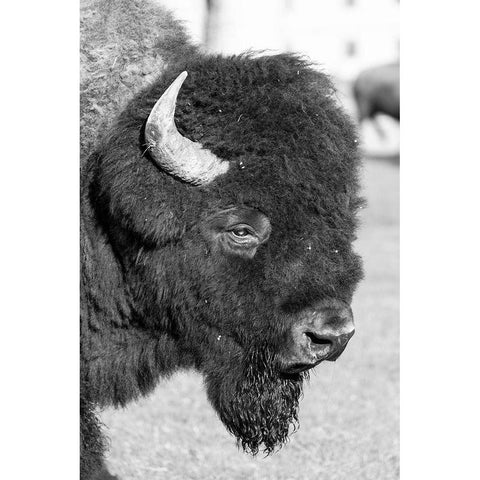 Bull Bison in Mammoth Hot Springs, Yellowstone National Park White Modern Wood Framed Art Print by Frank, Jacob W.