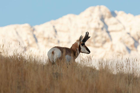 A Pronghorn near Electric Peak, Yellowstone National Park Black Ornate Wood Framed Art Print with Double Matting by Frank, Jacob W.