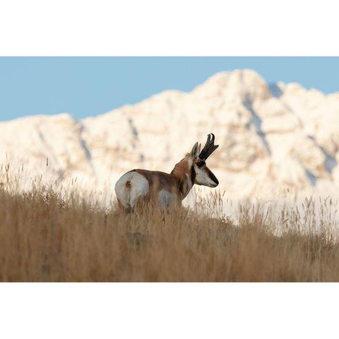 A Pronghorn near Electric Peak, Yellowstone National Park Gold Ornate Wood Framed Art Print with Double Matting by Frank, Jacob W.