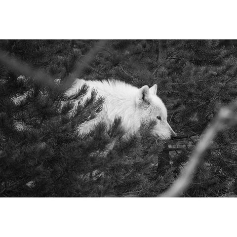 Female wolf of the Canyon pack, Yellowstone National Park White Modern Wood Framed Art Print by Herbert, Neal