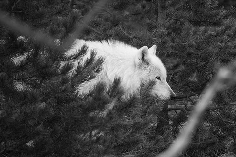 Female wolf of the Canyon pack, Yellowstone National Park White Modern Wood Framed Art Print with Double Matting by Herbert, Neal