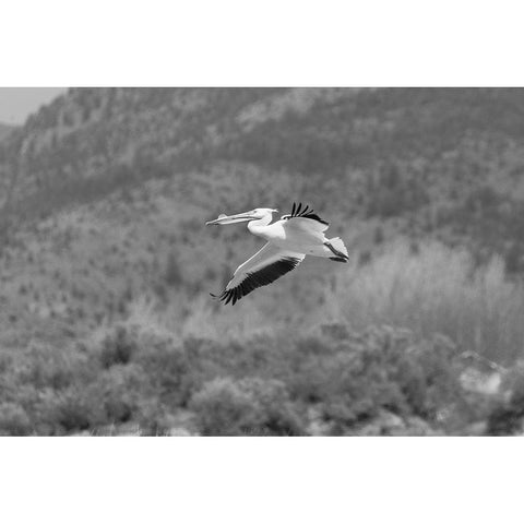 American white pelican, Yellowstone National Park Black Modern Wood Framed Art Print with Double Matting by Frank, Jacob W.