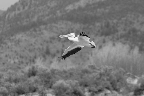 American white pelican, Yellowstone National Park Black Ornate Wood Framed Art Print with Double Matting by Frank, Jacob W.