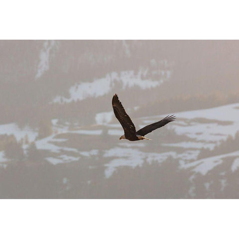 Bald Eagle over Soda Butte Creek, Yellowstone National Park White Modern Wood Framed Art Print by Frank, Jacob W.