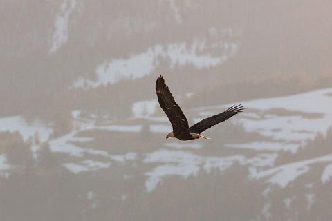 Bald Eagle over Soda Butte Creek, Yellowstone National Park White Modern Wood Framed Art Print with Double Matting by Frank, Jacob W.