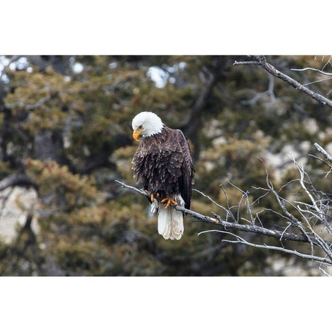 Bald Eagle near Gardner Canyon, Yellowstone National Park Black Modern Wood Framed Art Print with Double Matting by Frank, Jacob W.