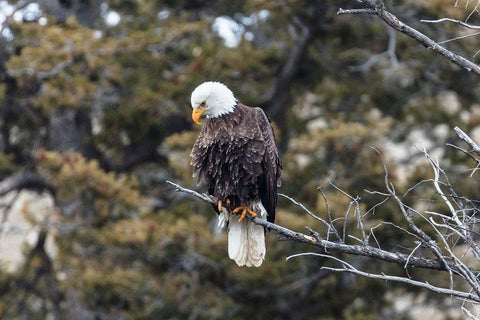 Bald Eagle near Gardner Canyon, Yellowstone National Park White Modern Wood Framed Art Print with Double Matting by Frank, Jacob W.