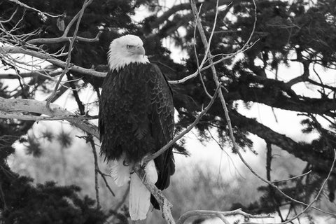 Bald Eagle above the Gardner River, Yellowstone National Park Black Ornate Wood Framed Art Print with Double Matting by Peaco, Jim