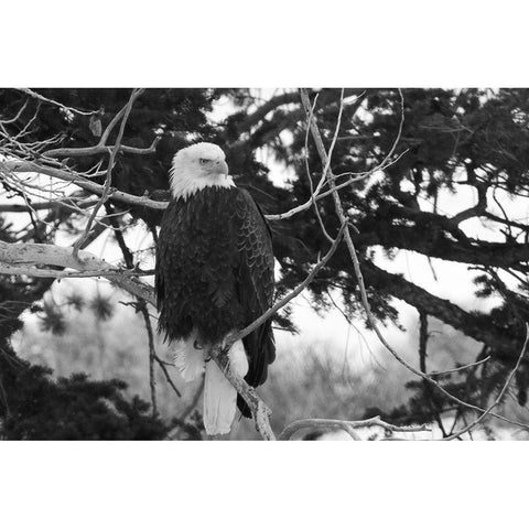 Bald Eagle above the Gardner River, Yellowstone National Park White Modern Wood Framed Art Print by Peaco, Jim