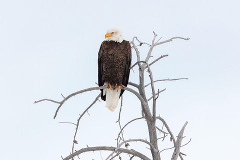 Bald Eagle near the Yellowstone River, Yellowstone National Park White Modern Wood Framed Art Print with Double Matting by The Yellowstone Collection